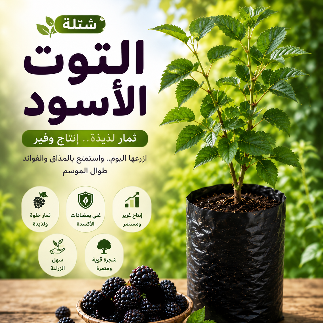 Black Mulberry  - شجرة التوت الأسود
