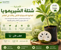 Cherimoya - شجرة الشيريمويا