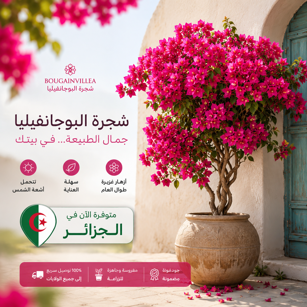 bougainvillier-شجرة البوجانفيليا